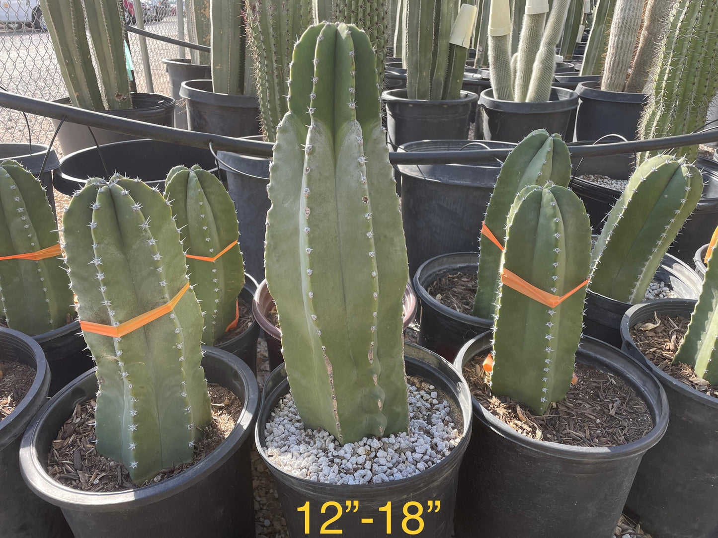 Senita Cactus