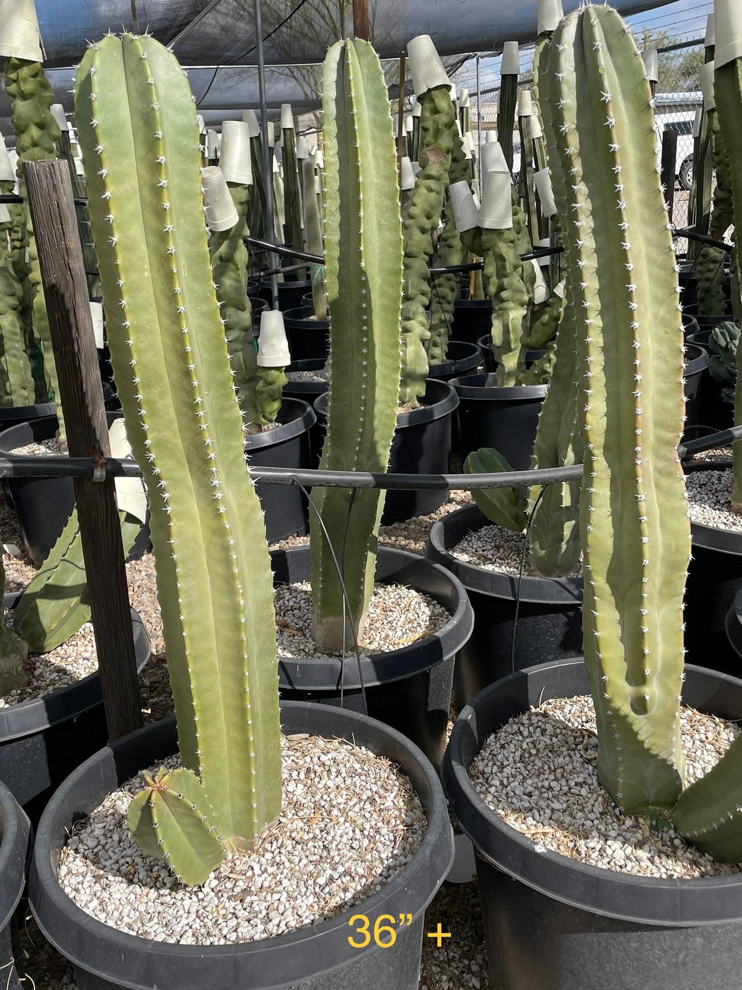 Senita Cactus