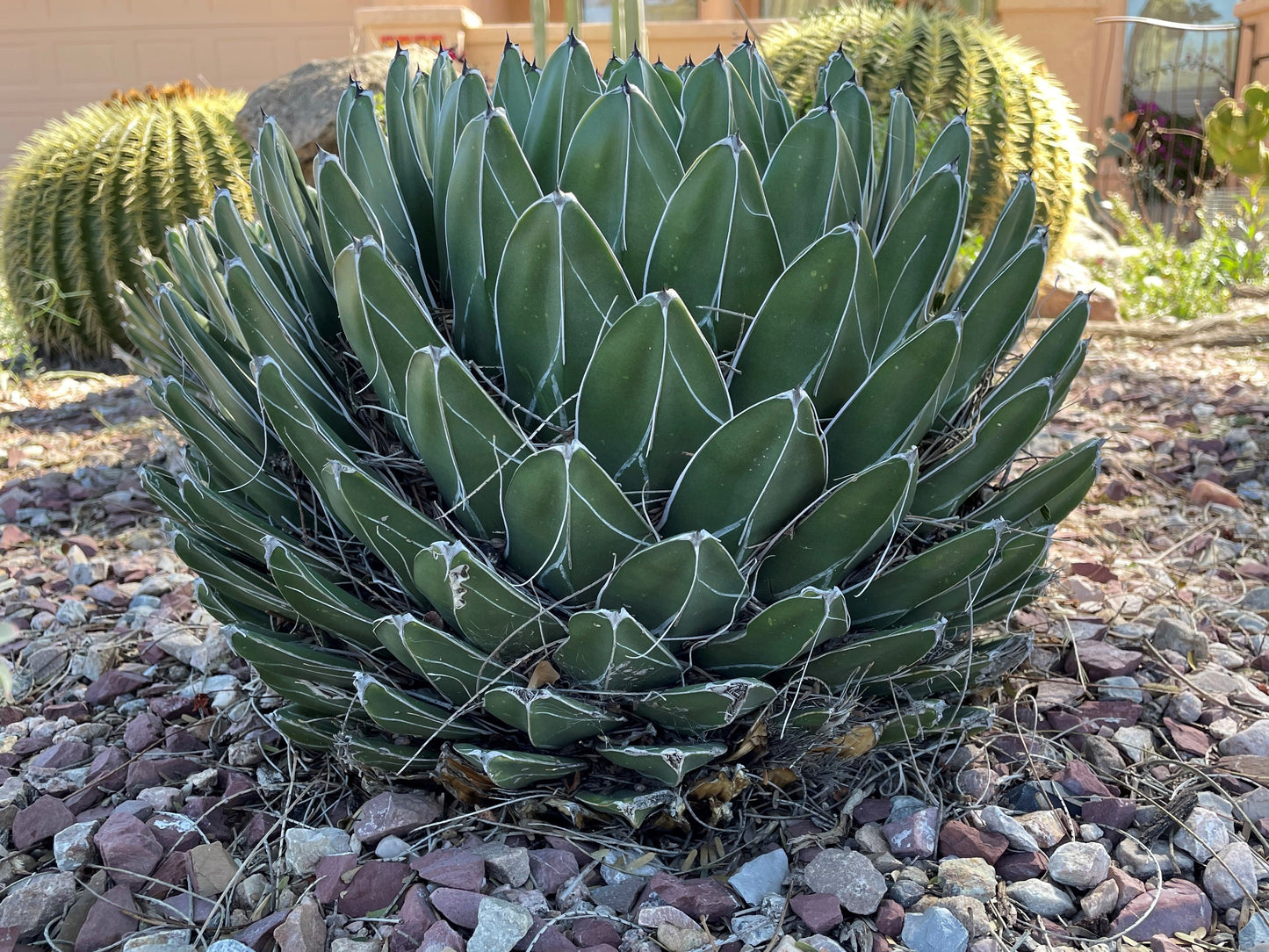 Queen Victoria Agave