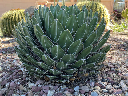 Queen Victoria Agave