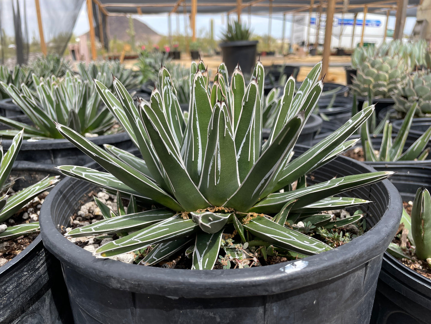 Queen Victoria Agave