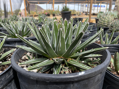 Queen Victoria Agave