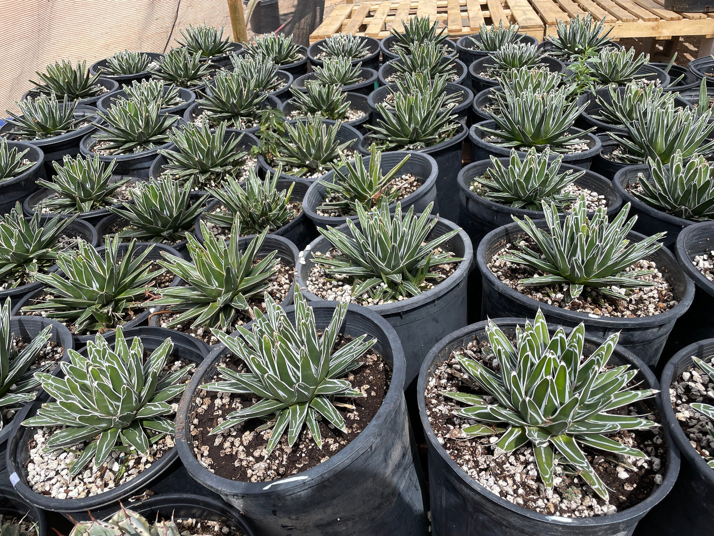 Queen Victoria Agave