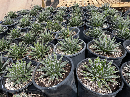 Queen Victoria Agave