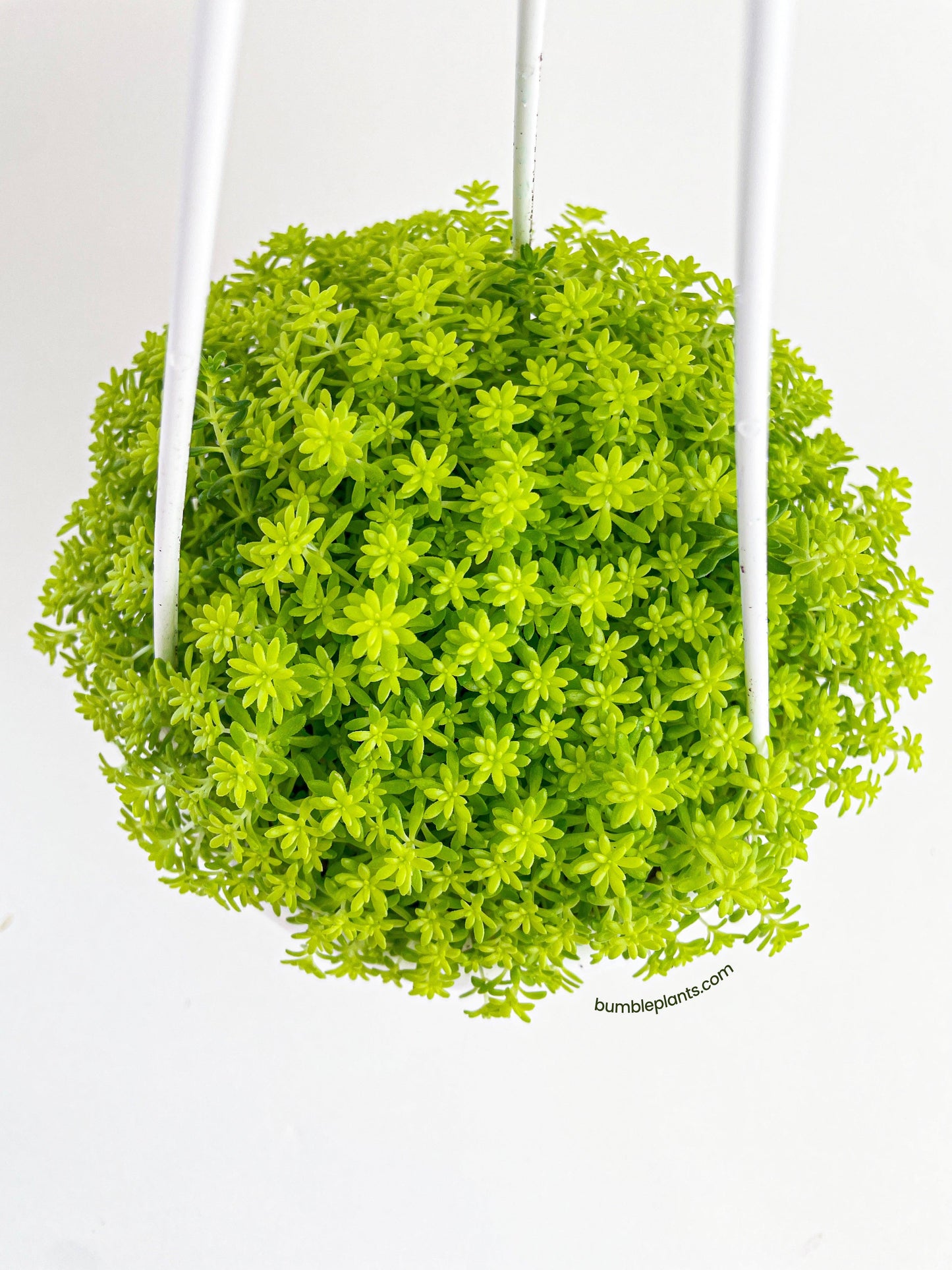 Sedum Japonicum 'Tokyo Sun' (Tokyo Sun Stonecrop)
