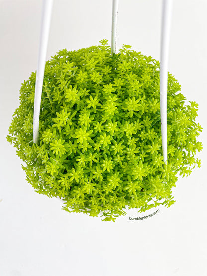 Sedum Japonicum 'Tokyo Sun' (Tokyo Sun Stonecrop)