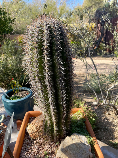 Saguaro Cactus
