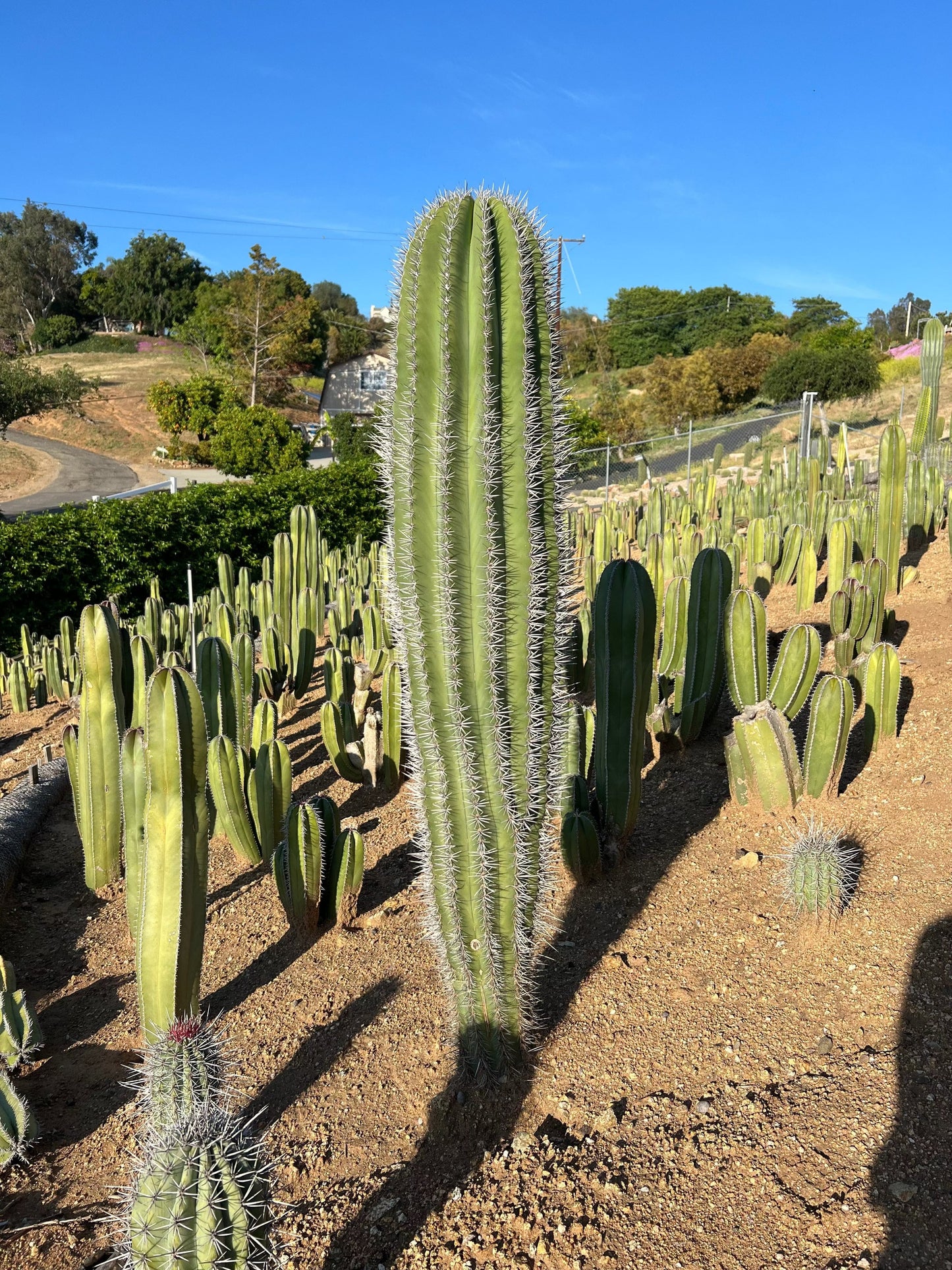 Mexican Giant Cardon (Elephant Cactus) - Pachycereus Pringlei