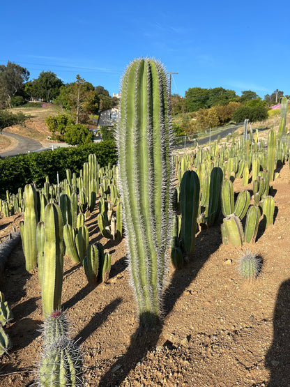 Mexican Giant Cardon (Elephant Cactus) - Pachycereus Pringlei