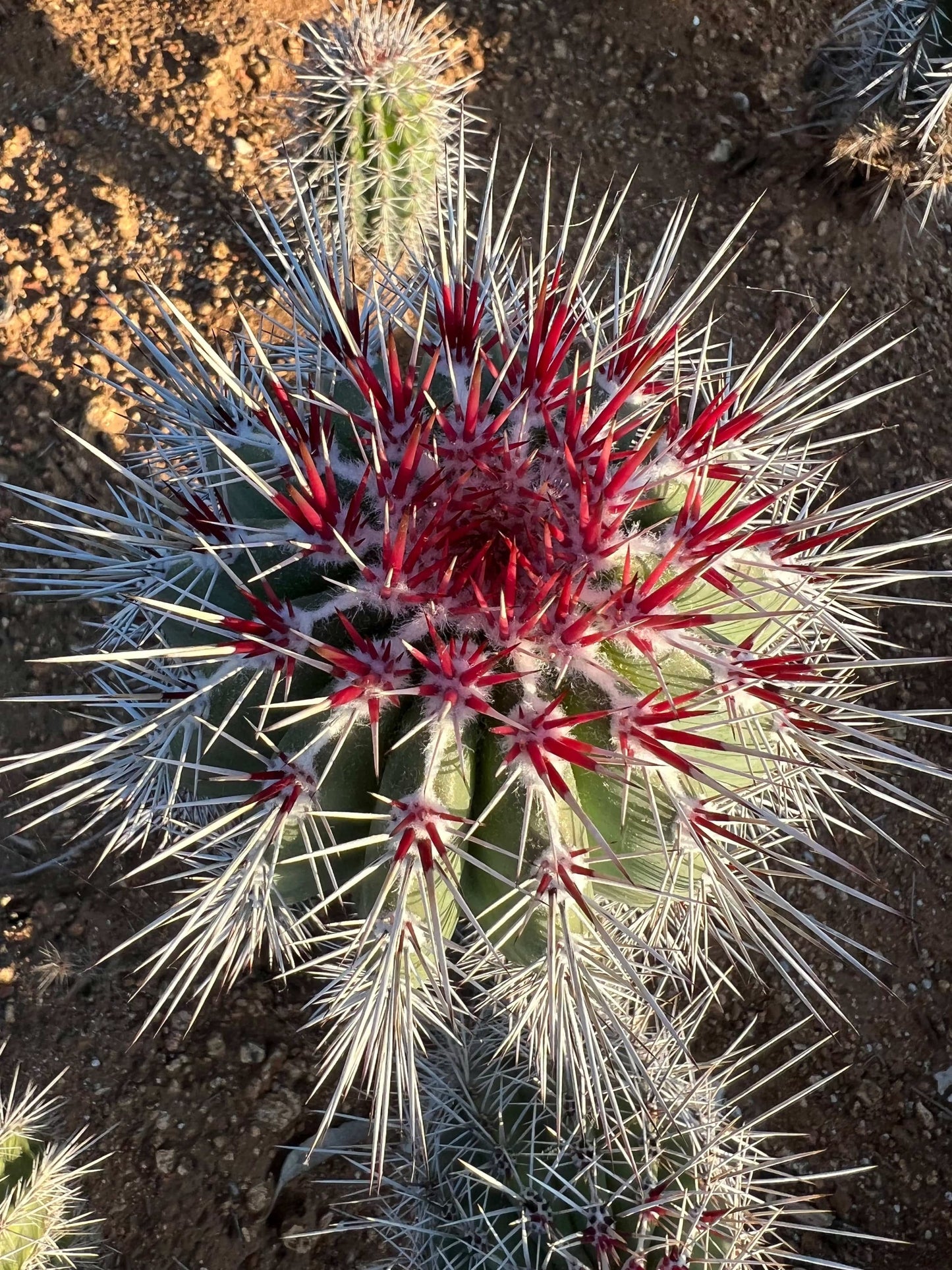 Mexican Giant Cardon (Elephant Cactus) - Pachycereus Pringlei