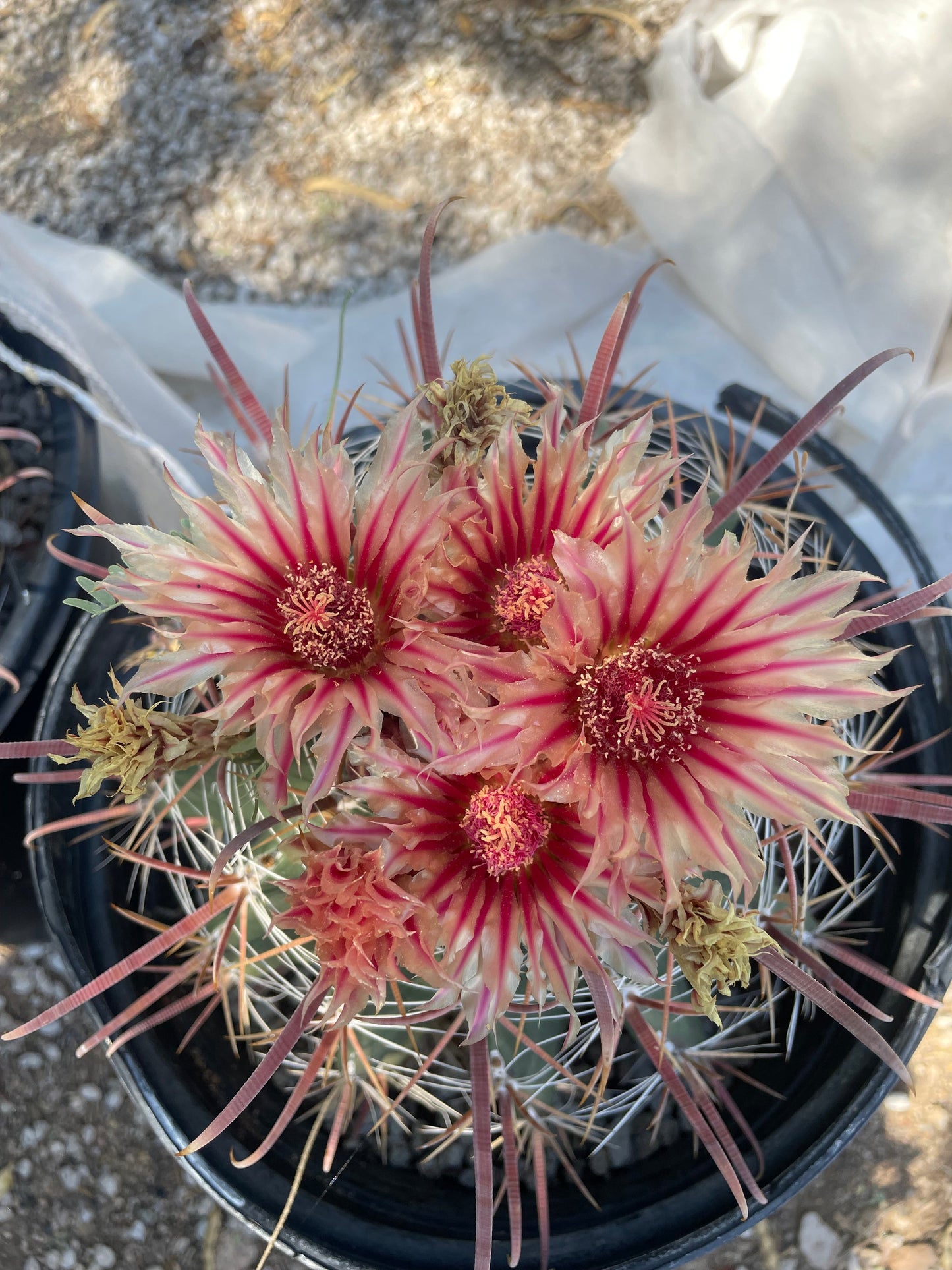 Southwest Barrel Cactus