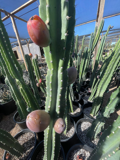 Peruvian Apple Cactus