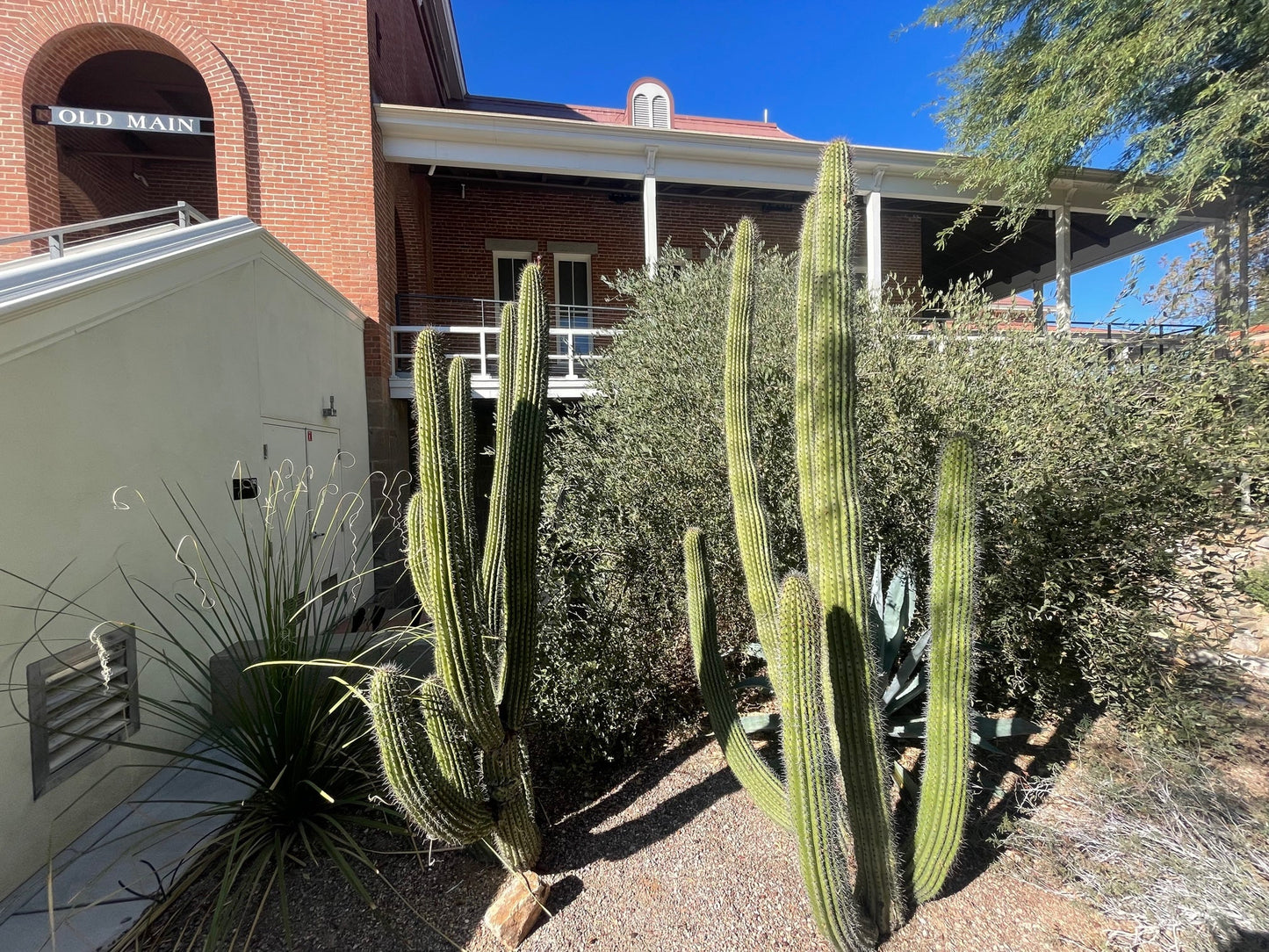 Organ Pipe Cactus