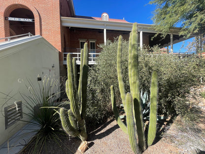 Organ Pipe Cactus