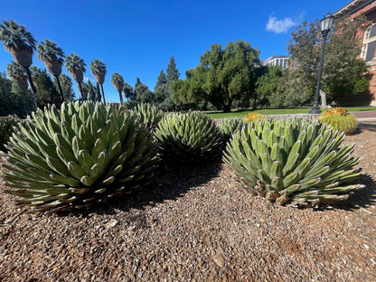 Queen Victoria Agave