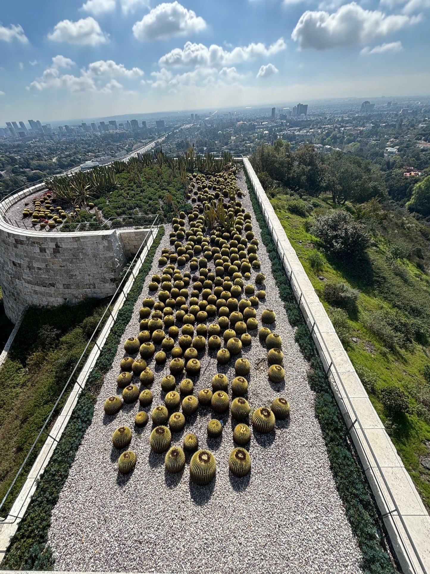 Golden Barrel Cactus