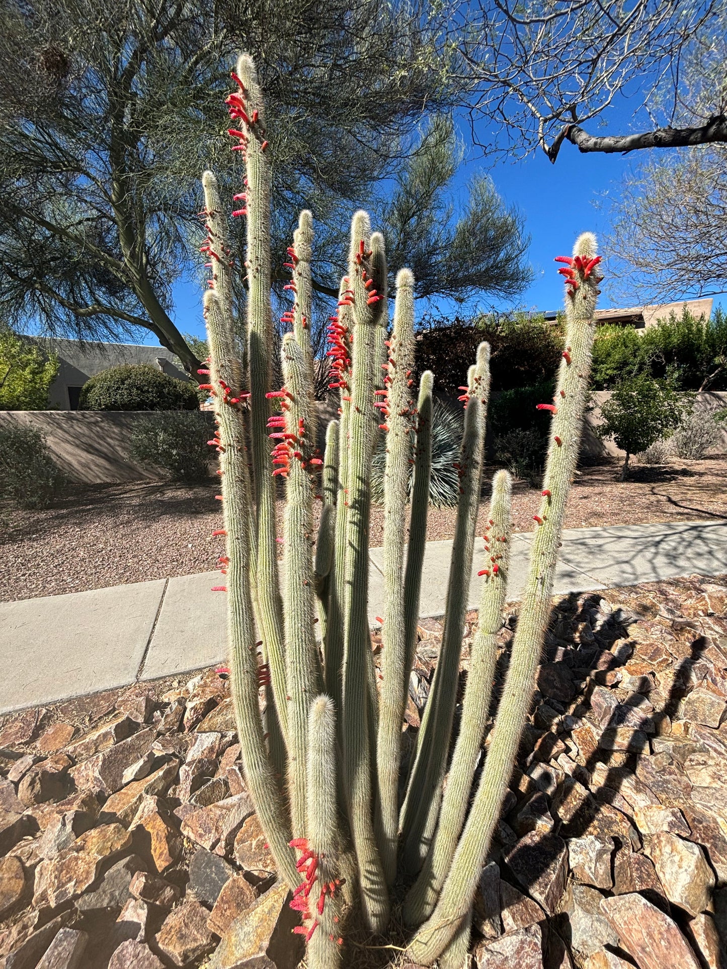 Silver Torch Cactus