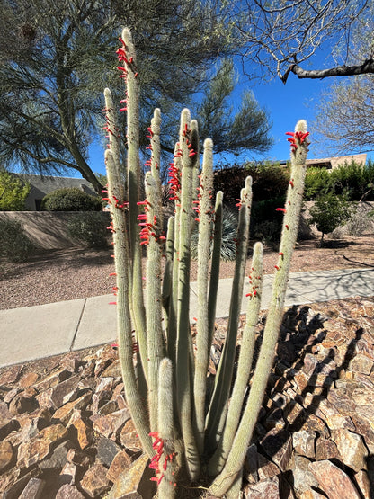 Silver Torch Cactus