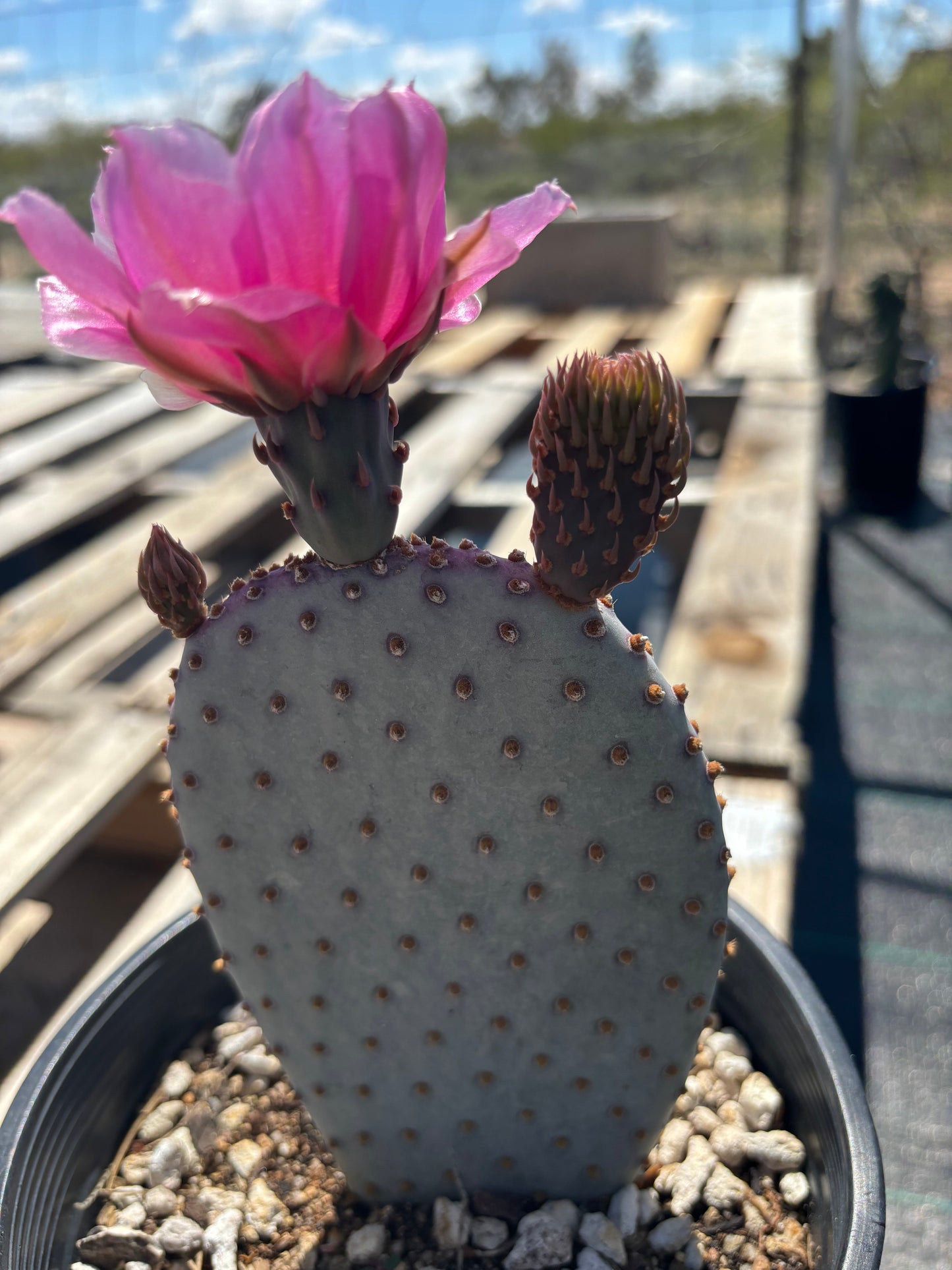 Santa Rita x Beavertail Hybrid