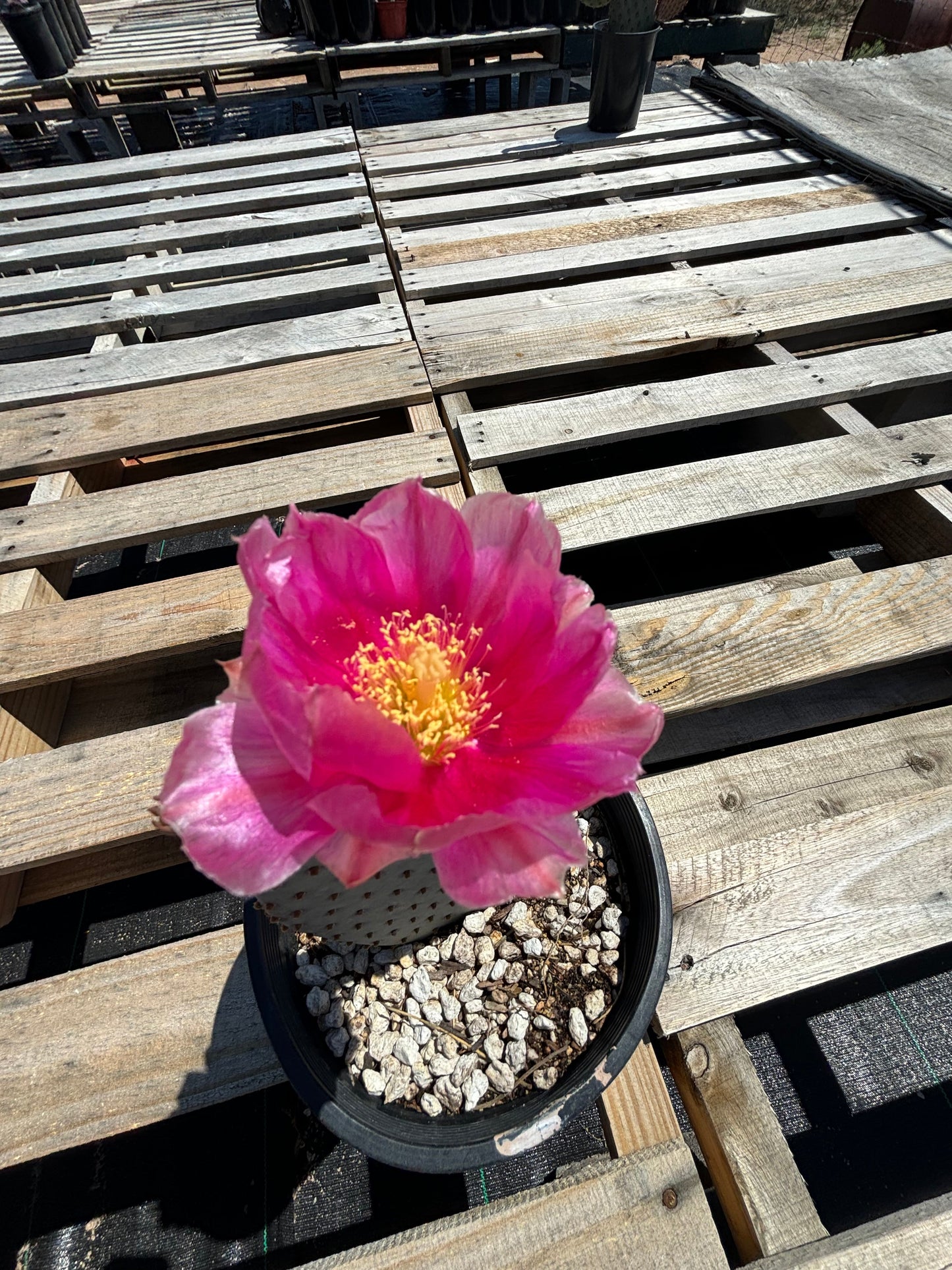 Santa Rita x Beavertail Hybrid