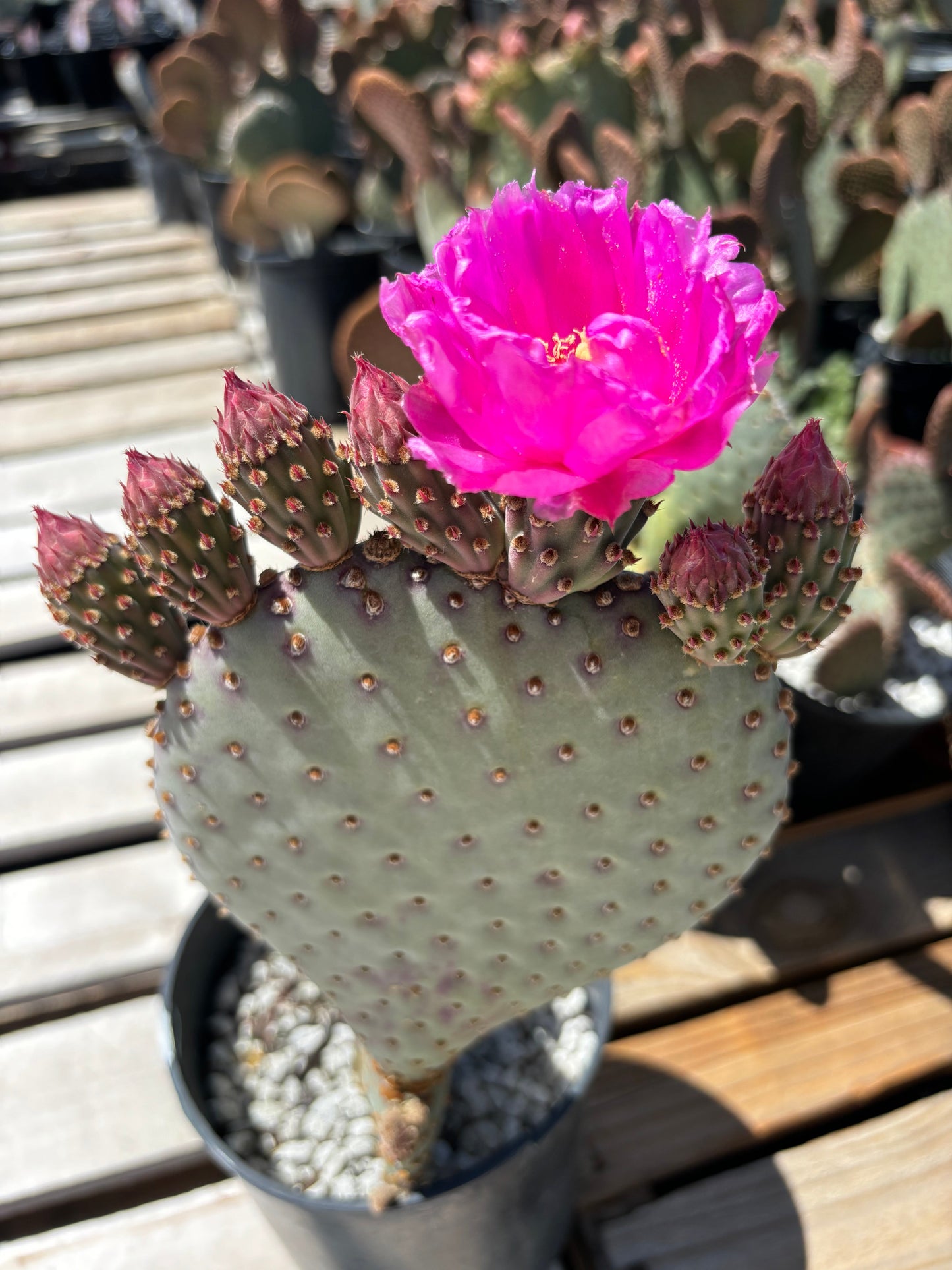 Beavertail Prickly Pear