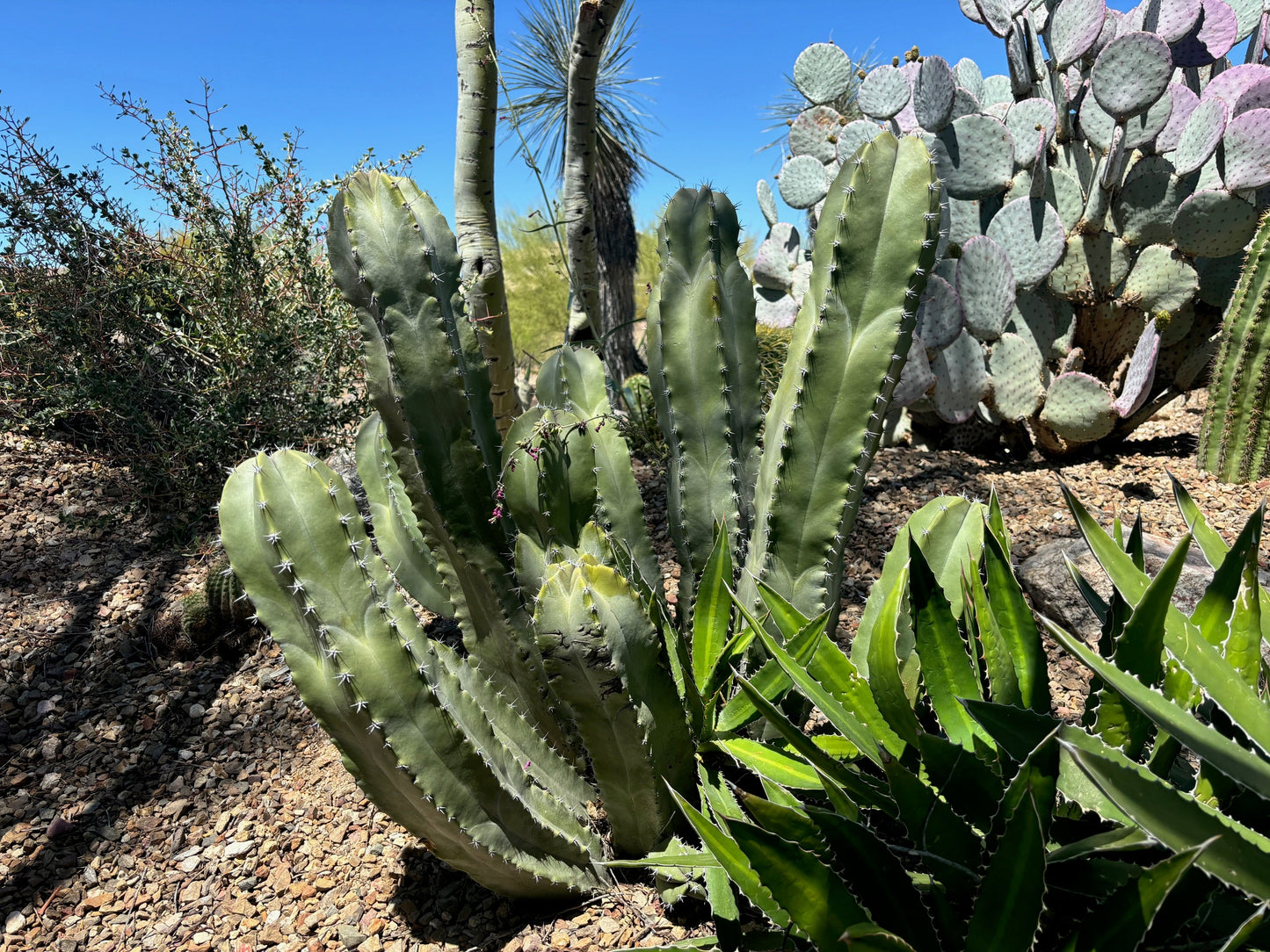 Senita Cactus