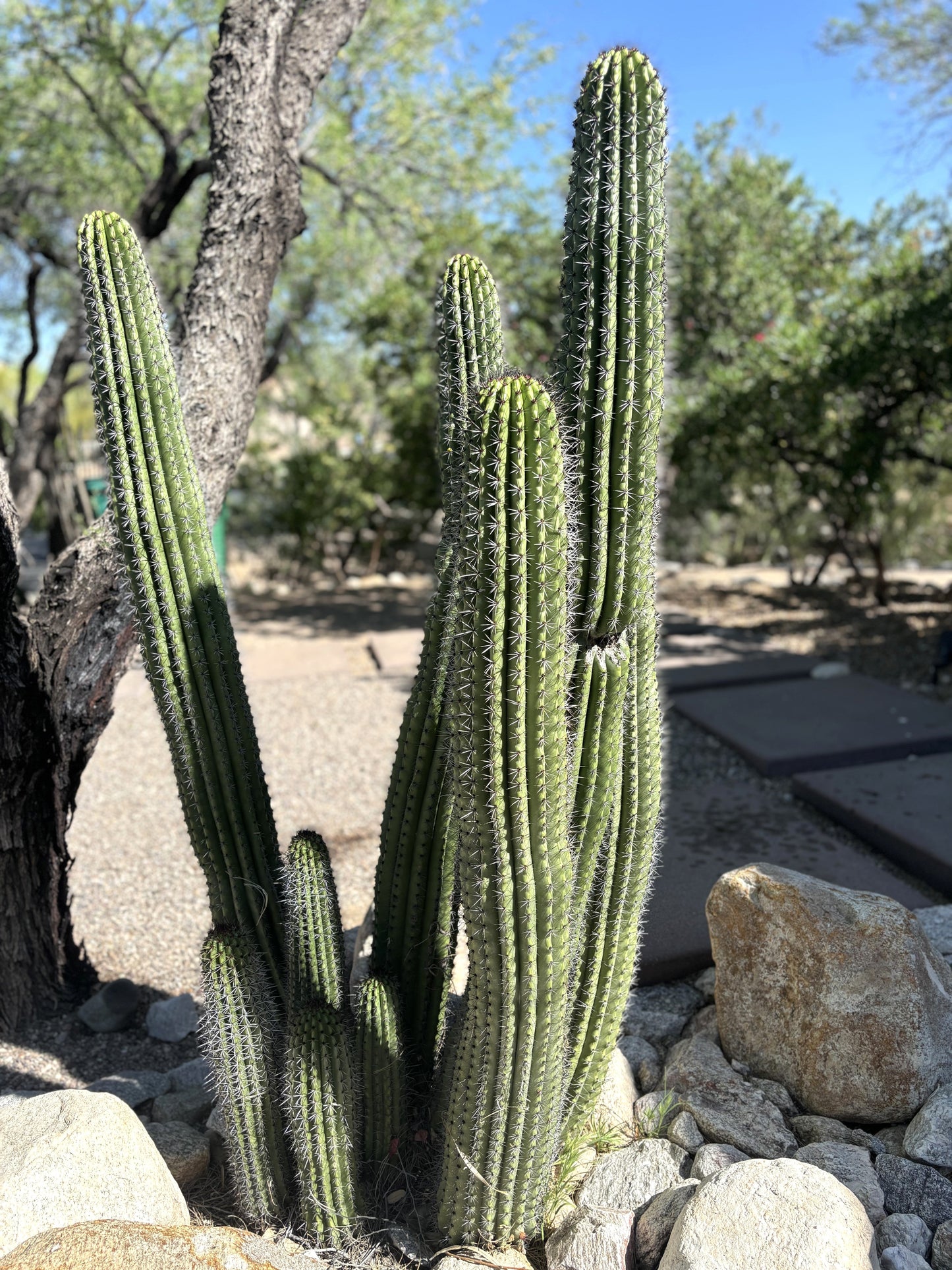 Organ Pipe Cactus