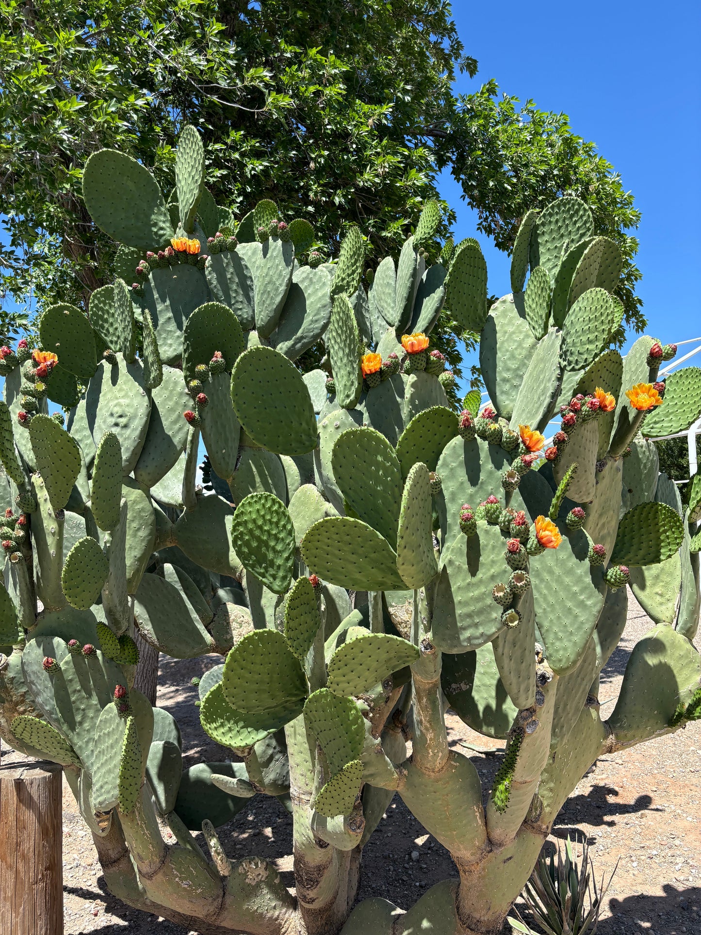 Nopal Prickly Pear