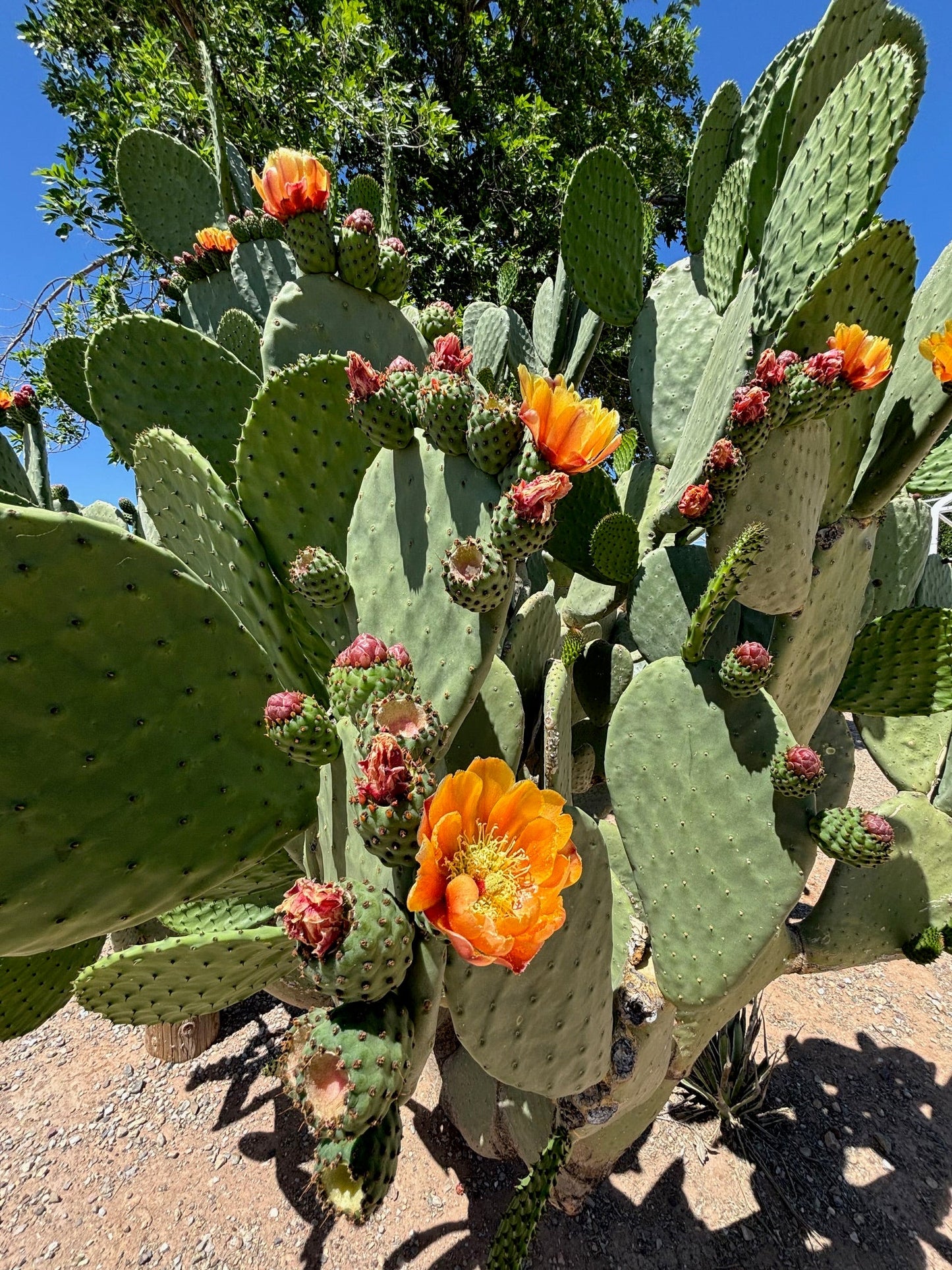 Nopal Prickly Pear
