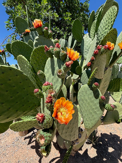 Nopal Prickly Pear
