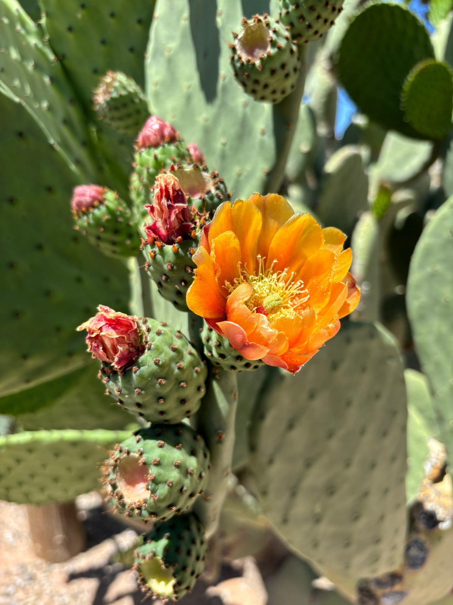 Nopal Prickly Pear