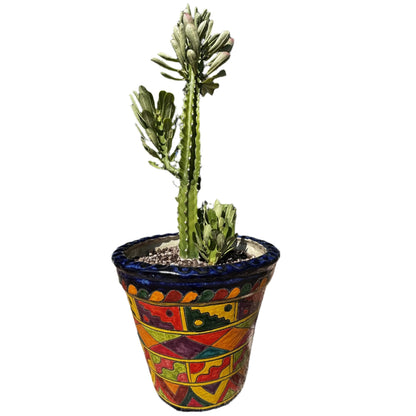 Euphorbia Royaleana