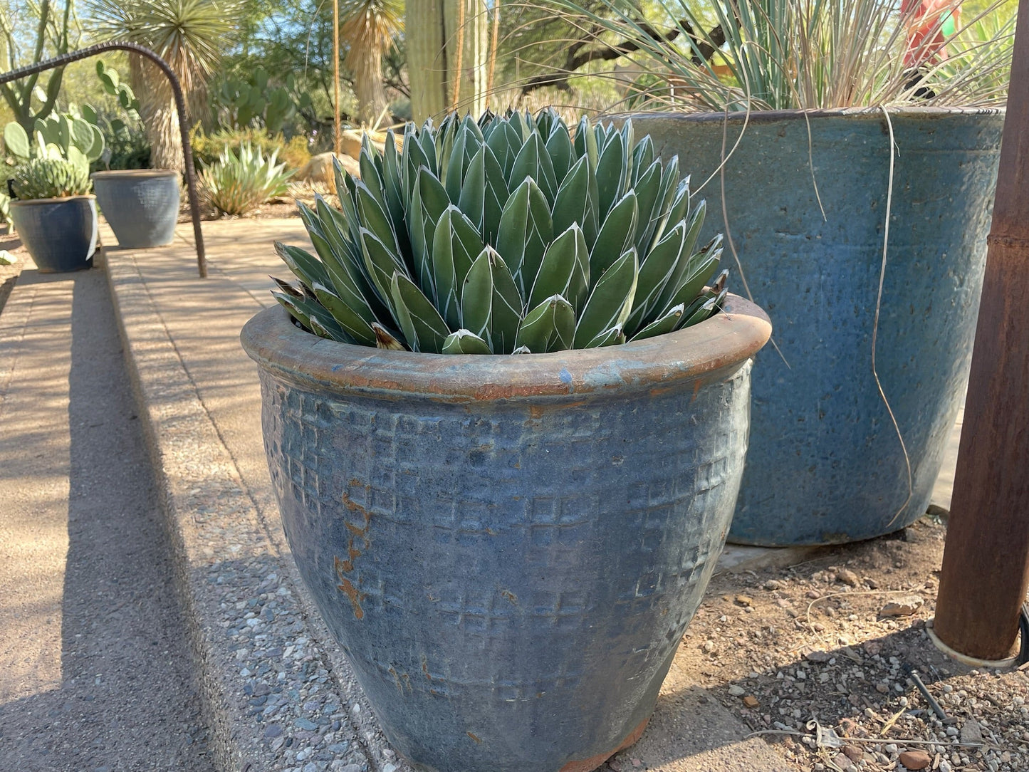 Queen Victoria Agave