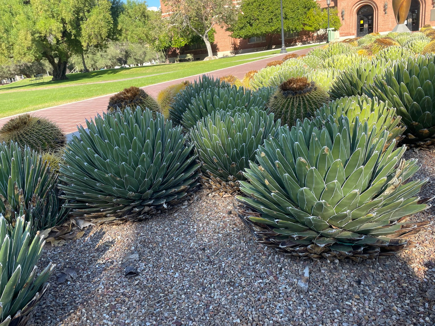 Queen Victoria Agave