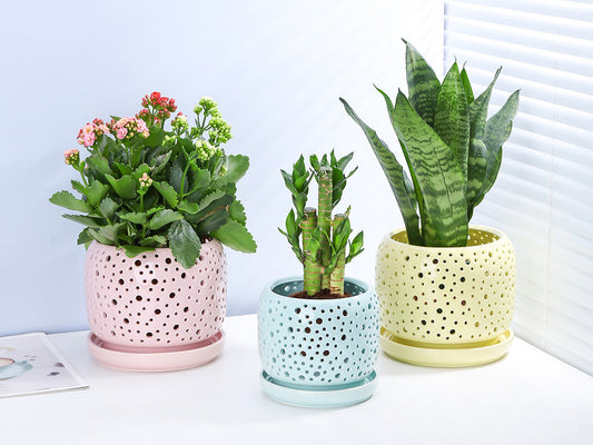 Rain Drop Orchid Planter-Pastel By Plantatorem