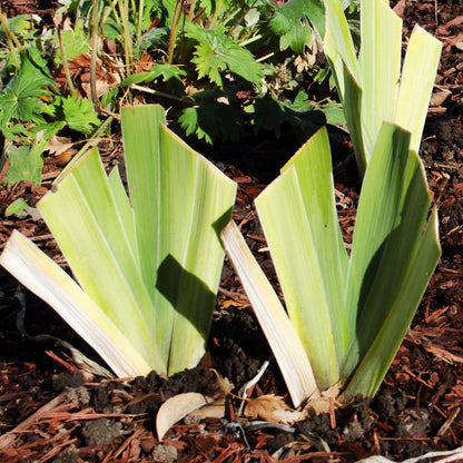 Coup de Soleil Fragrant Bearded Iris Potted Quart Pot