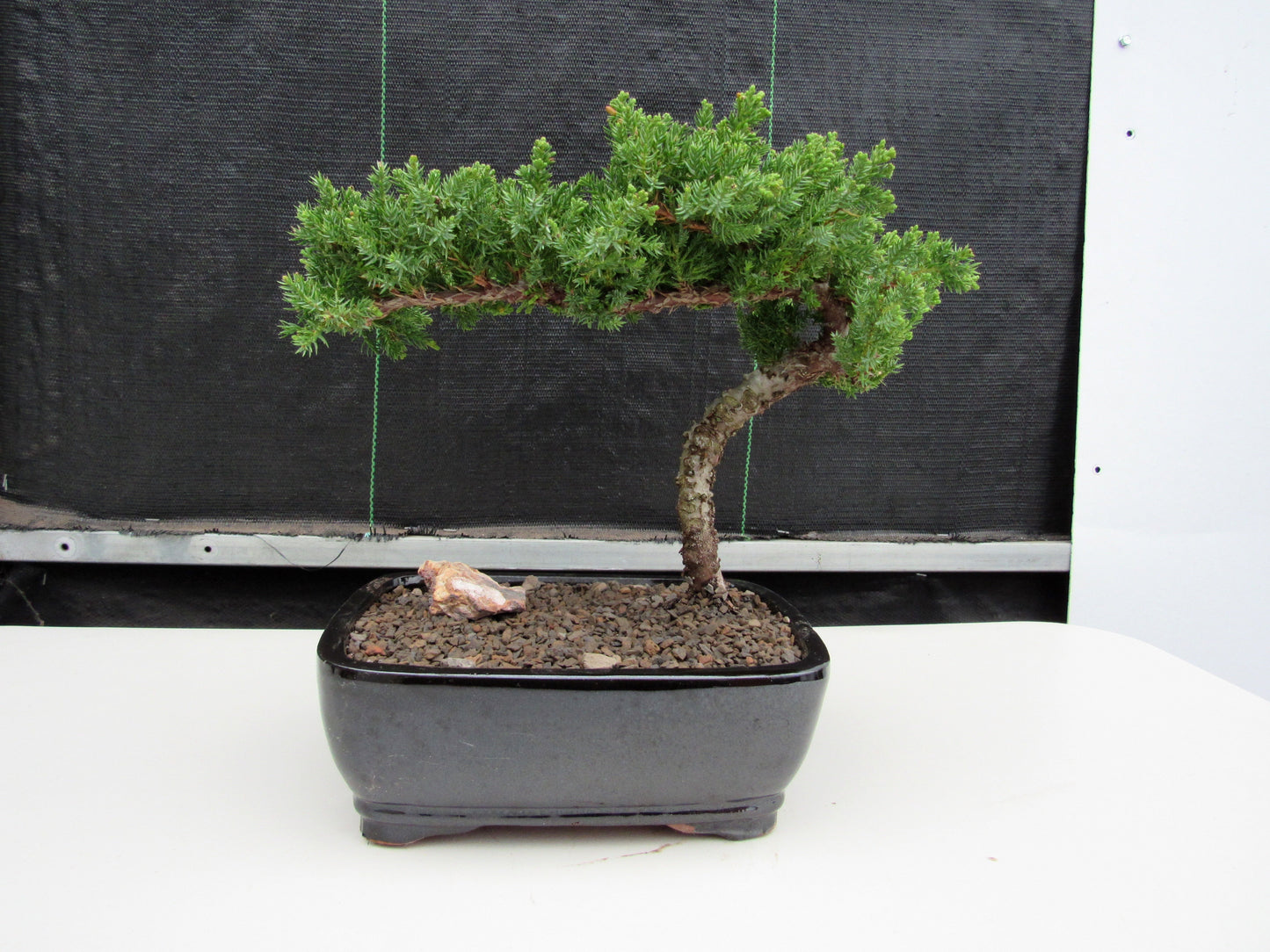 Juniper Bonsai Tree - Medium