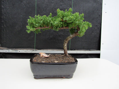 Juniper Bonsai Tree - Medium