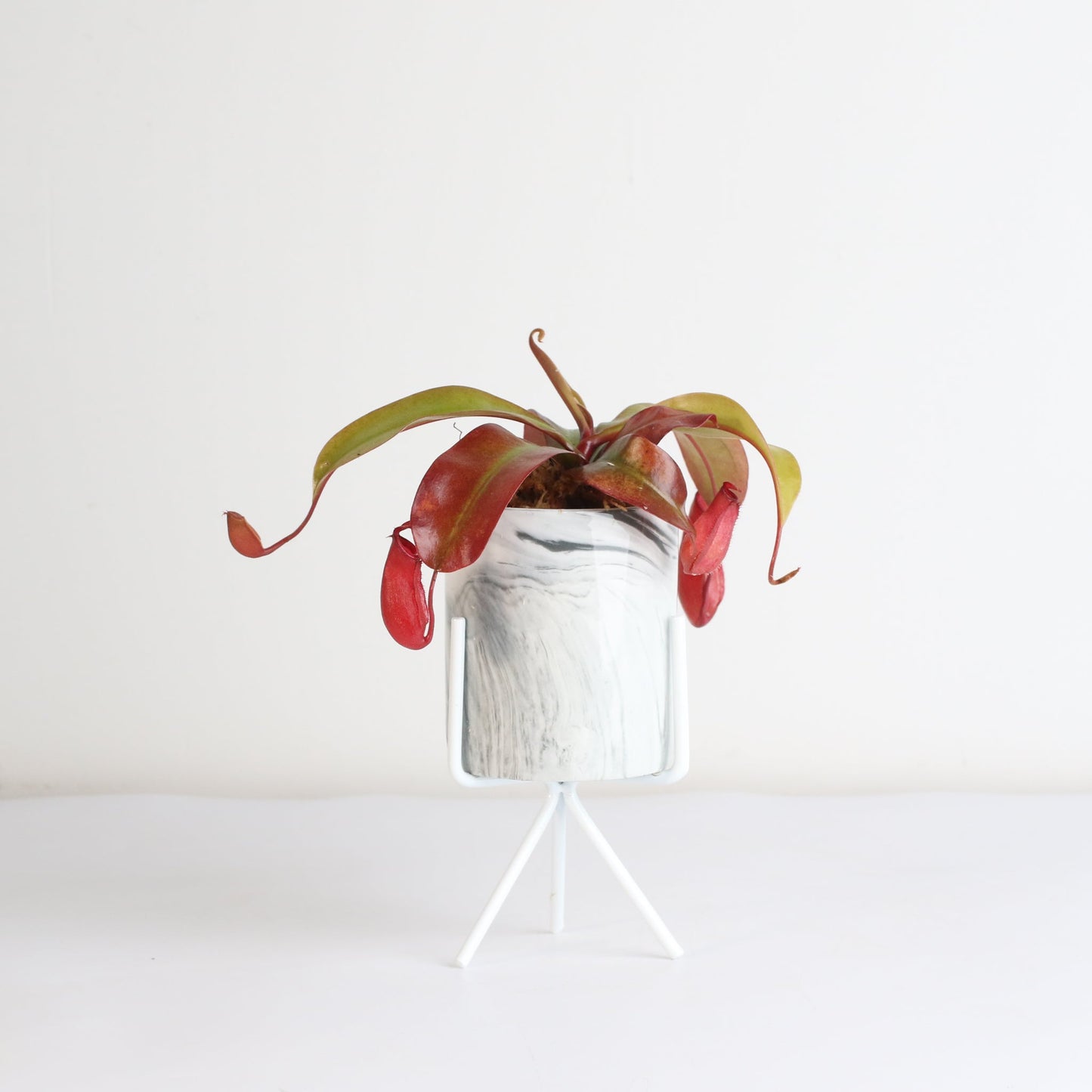 Nepenthes 'Lady Luck' Carnivorous Tropical Pitcher Plant
