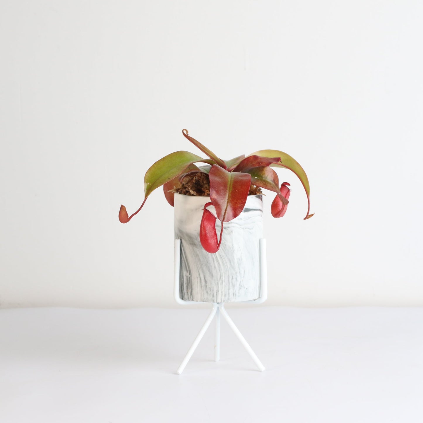 Nepenthes 'Lady Luck' Carnivorous Tropical Pitcher Plant