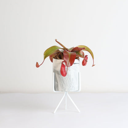 Nepenthes 'Lady Luck' Carnivorous Tropical Pitcher Plant