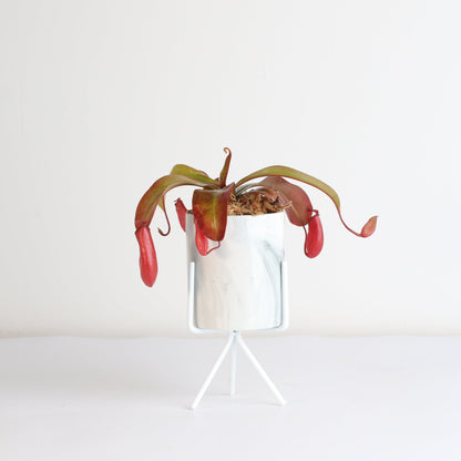 Nepenthes 'Lady Luck' Carnivorous Tropical Pitcher Plant