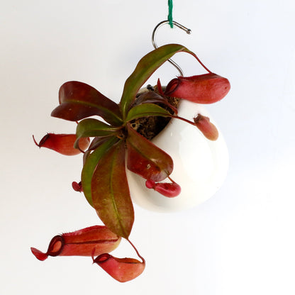 Nepenthes 'Lady Luck' Carnivorous Tropical Pitcher Plant