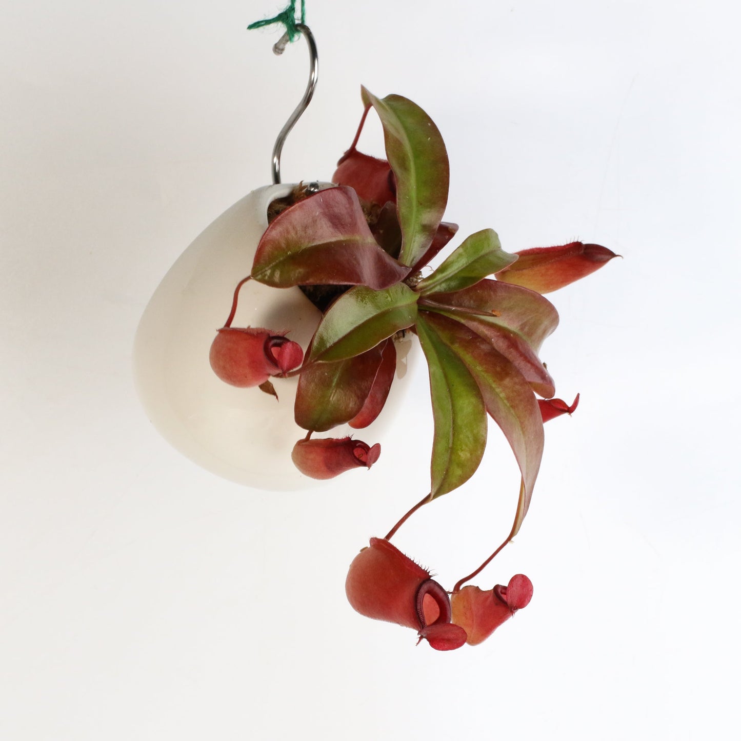 Nepenthes 'Lady Luck' Carnivorous Tropical Pitcher Plant
