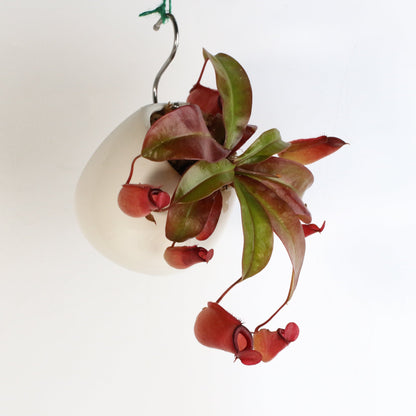 Nepenthes 'Lady Luck' Carnivorous Tropical Pitcher Plant