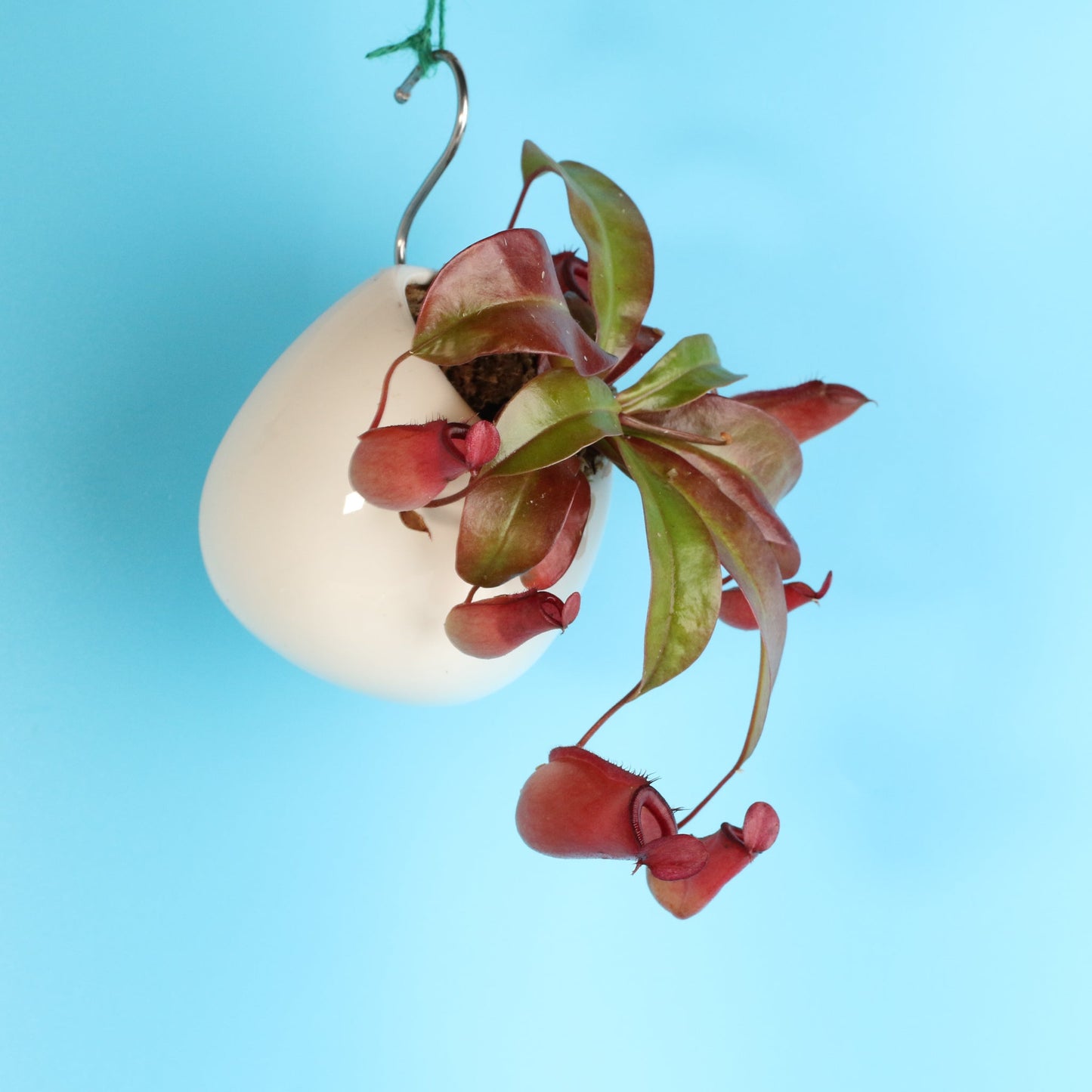 Nepenthes 'Lady Luck' Carnivorous Tropical Pitcher Plant