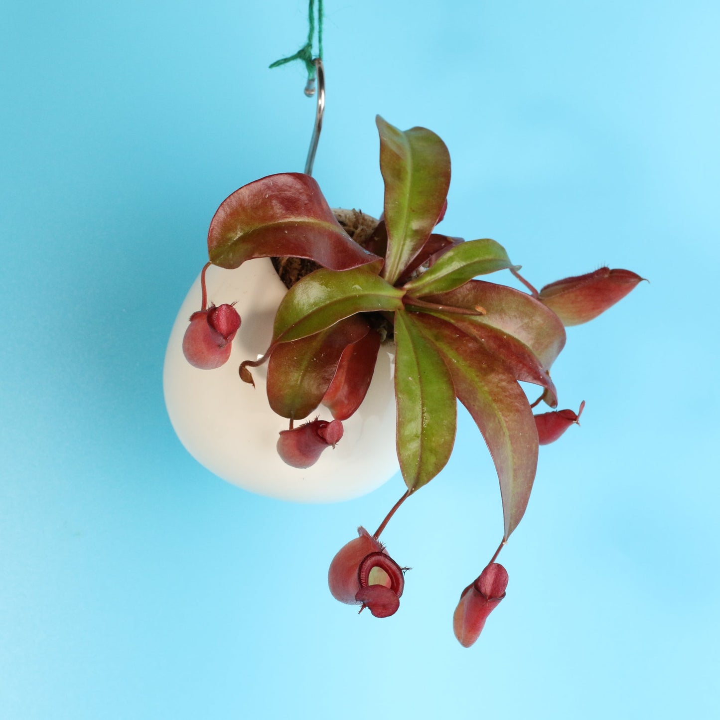 Nepenthes 'Lady Luck' Carnivorous Tropical Pitcher Plant