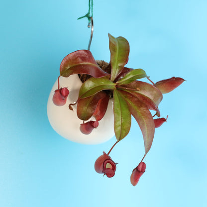 Nepenthes 'Lady Luck' Carnivorous Tropical Pitcher Plant