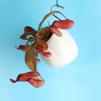 Nepenthes 'Lady Luck' Carnivorous Tropical Pitcher Plant