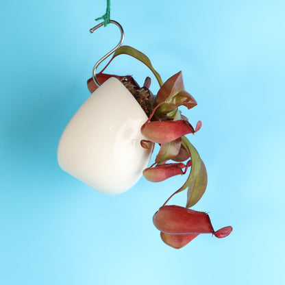 Nepenthes 'Lady Luck' Carnivorous Tropical Pitcher Plant